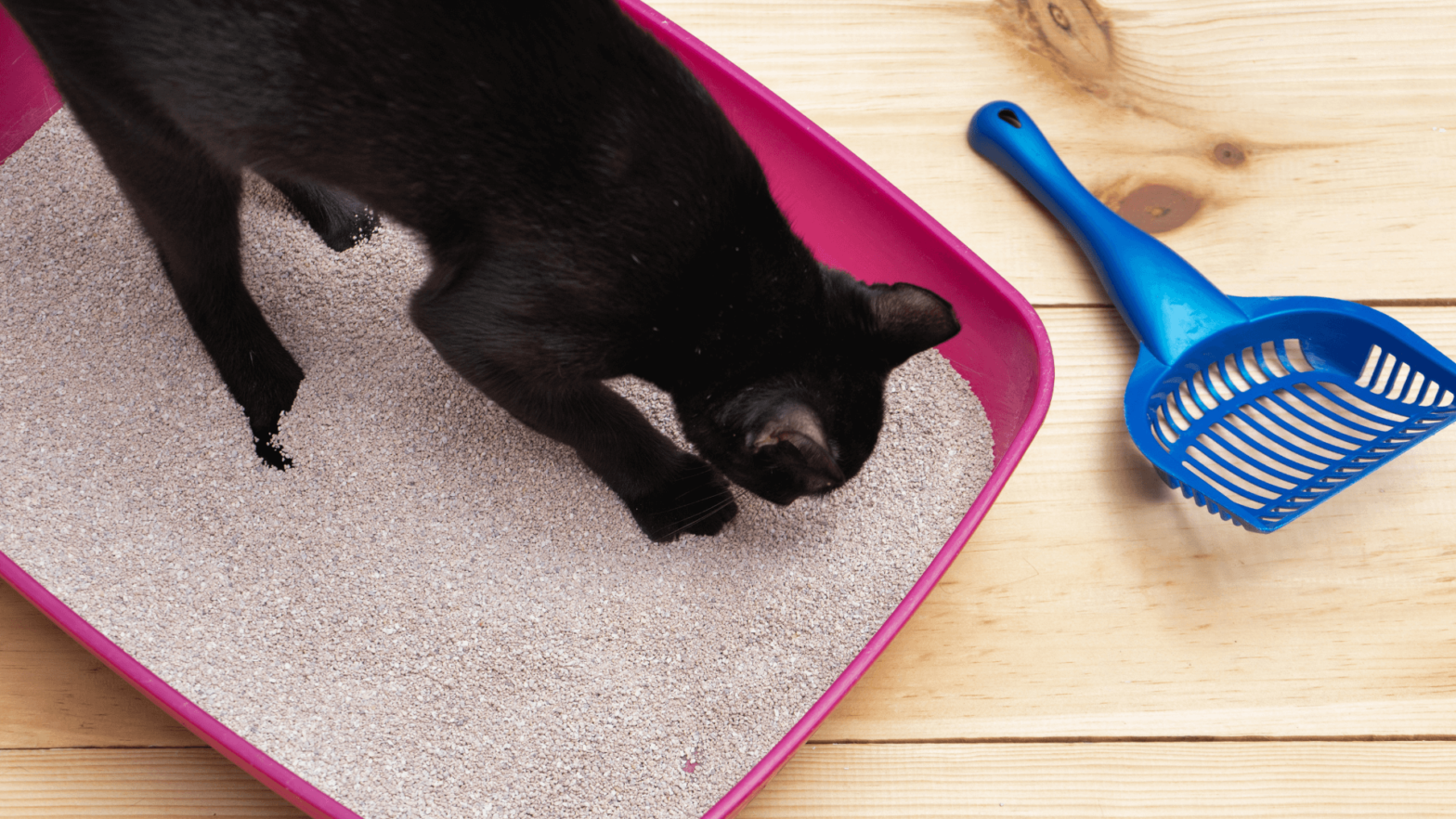 how-to-keep-cat-litter-box-clean