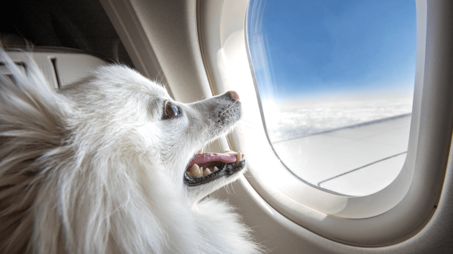 Pet-Friendly Airlines