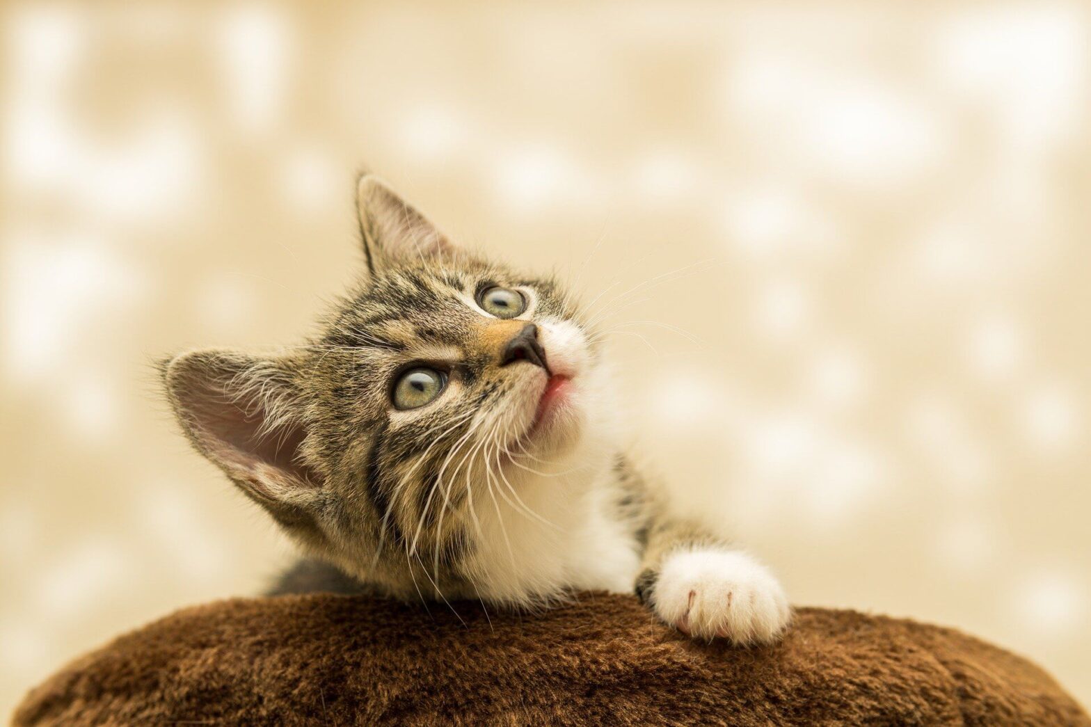 perrobook adopt a kitten or puppy