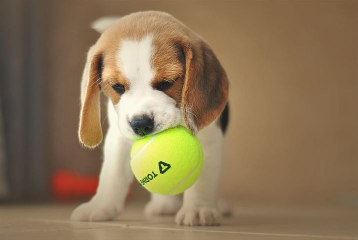 perrobook beagle