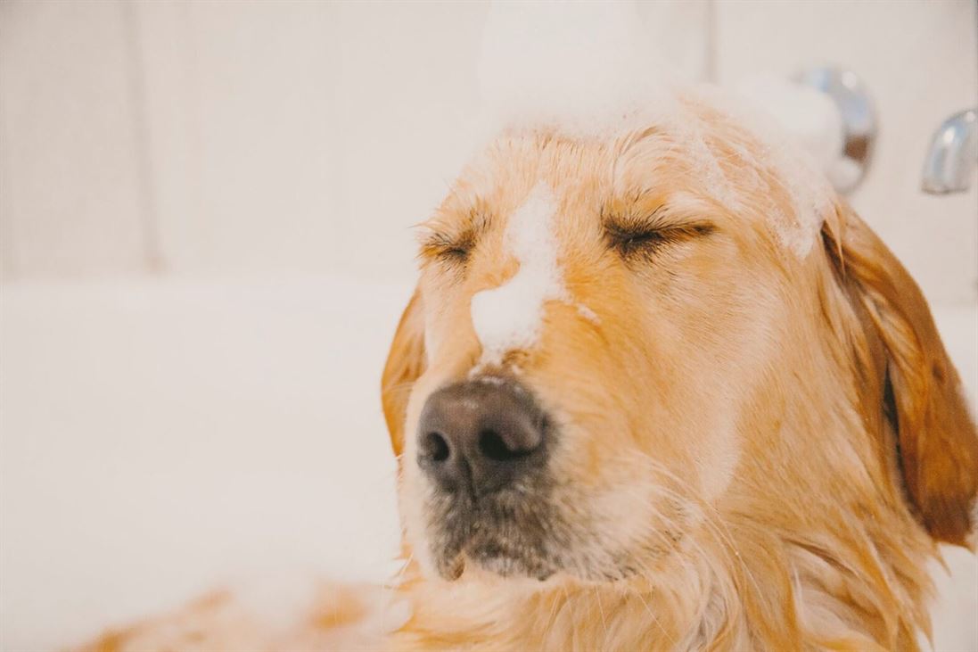 perrobook drying dog after bath