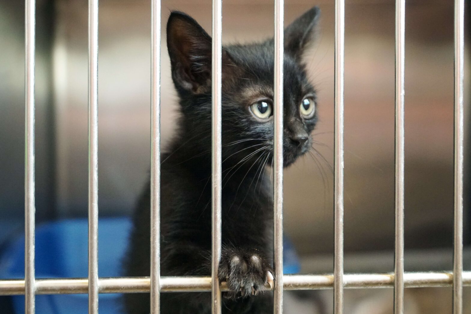 perrobook-cat-adopt-cat-litter