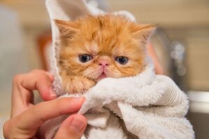 perrobook_cat bathe