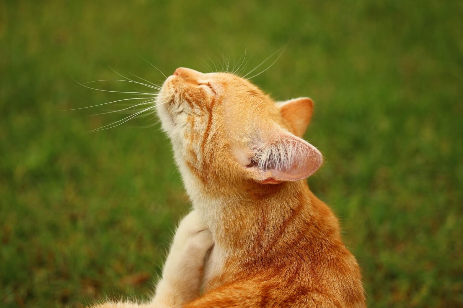 perrobook cat scratch