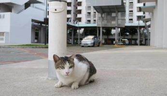 perrobook singapore cat