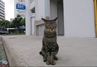 perrobook singapore cat  