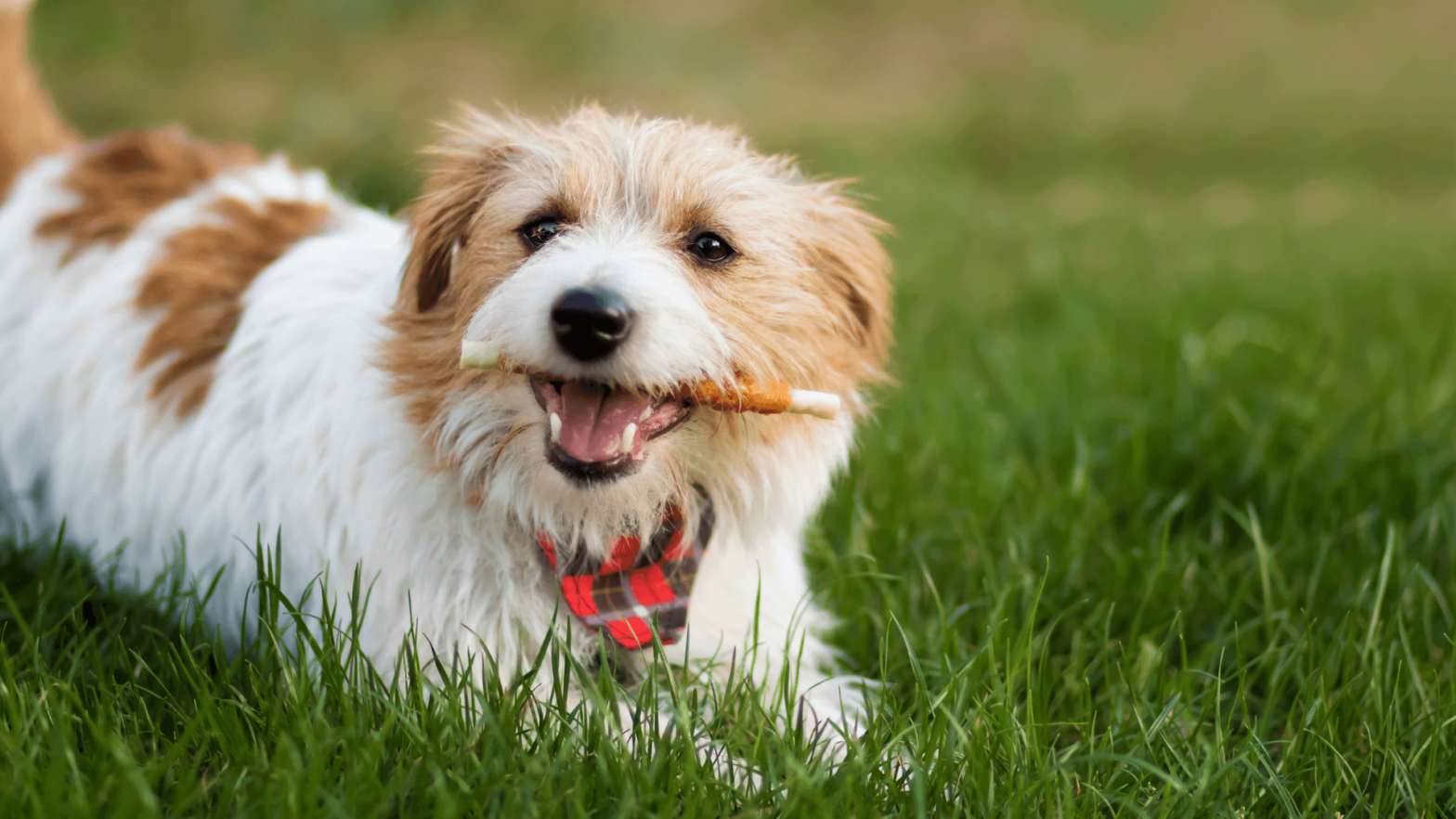 10 reasons you should feed your dog dental chews