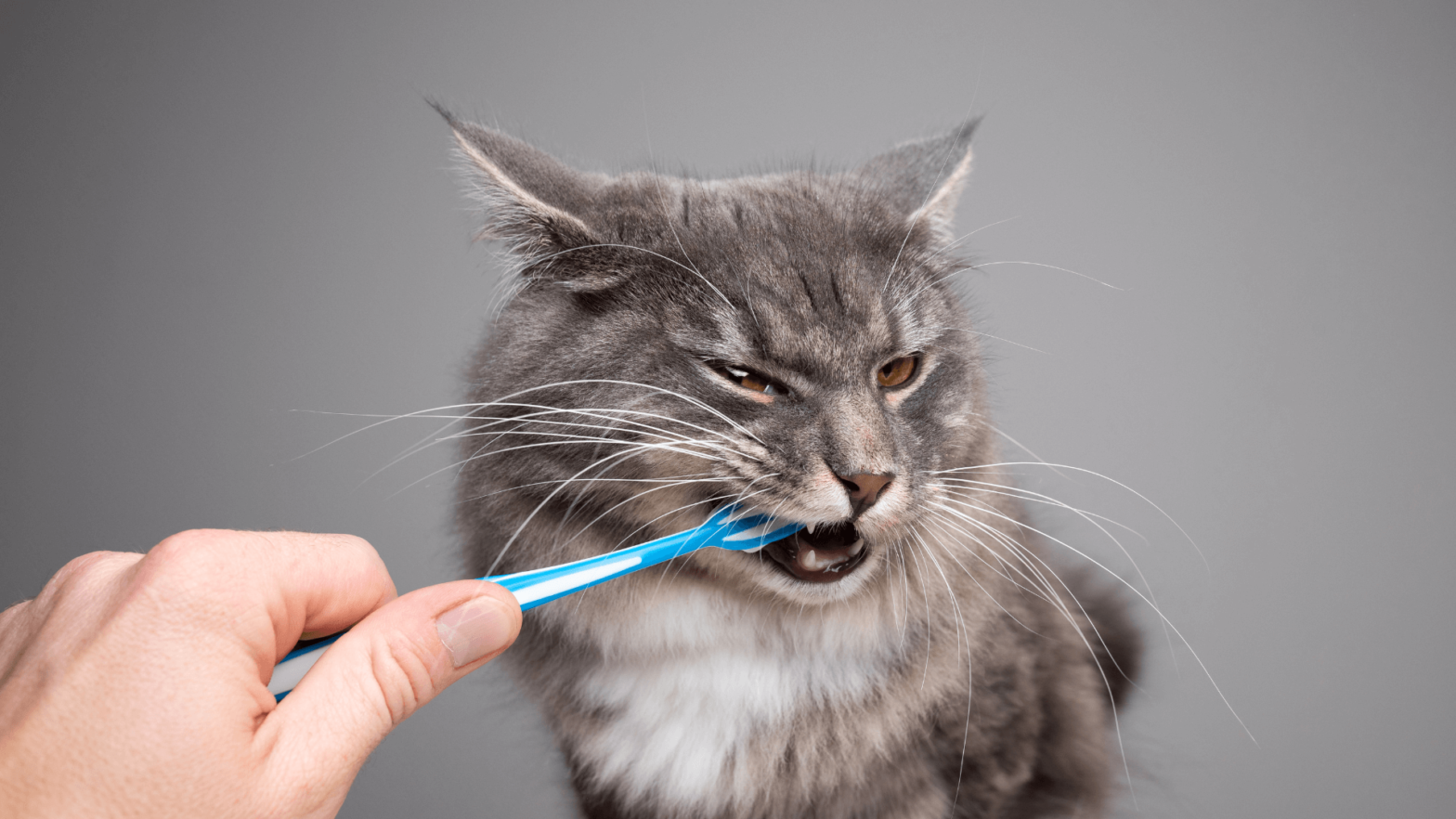 importance of cat dental health