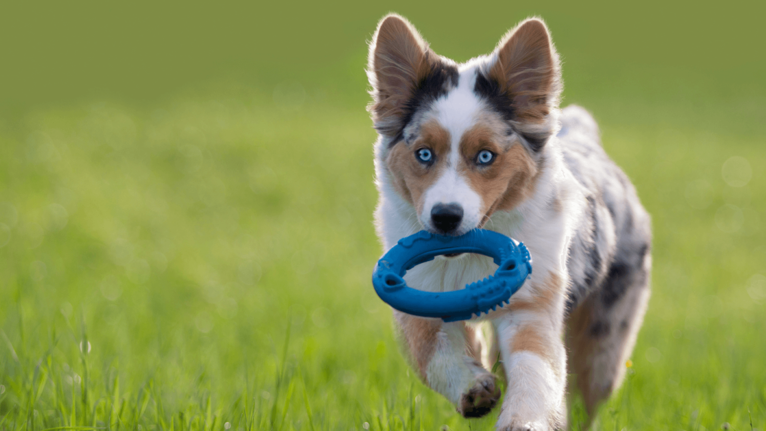 what dog toys are right for my dog