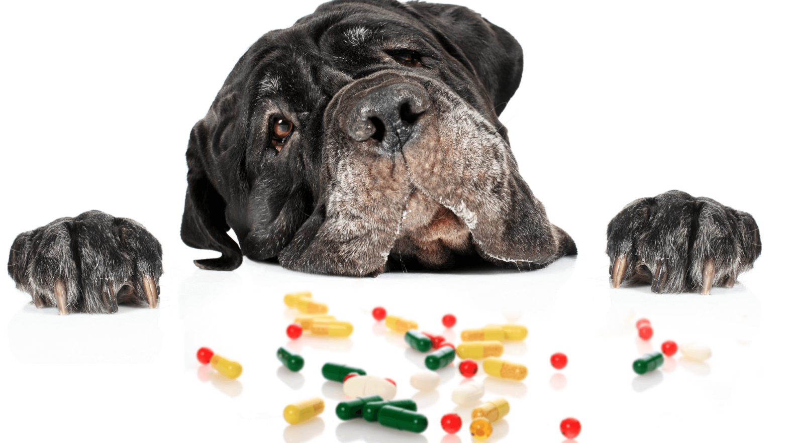 fun ways to get your pet to eat supplements