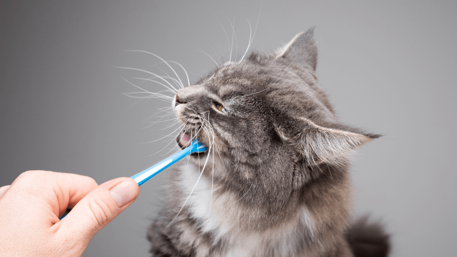 here's the latest in pet dental health