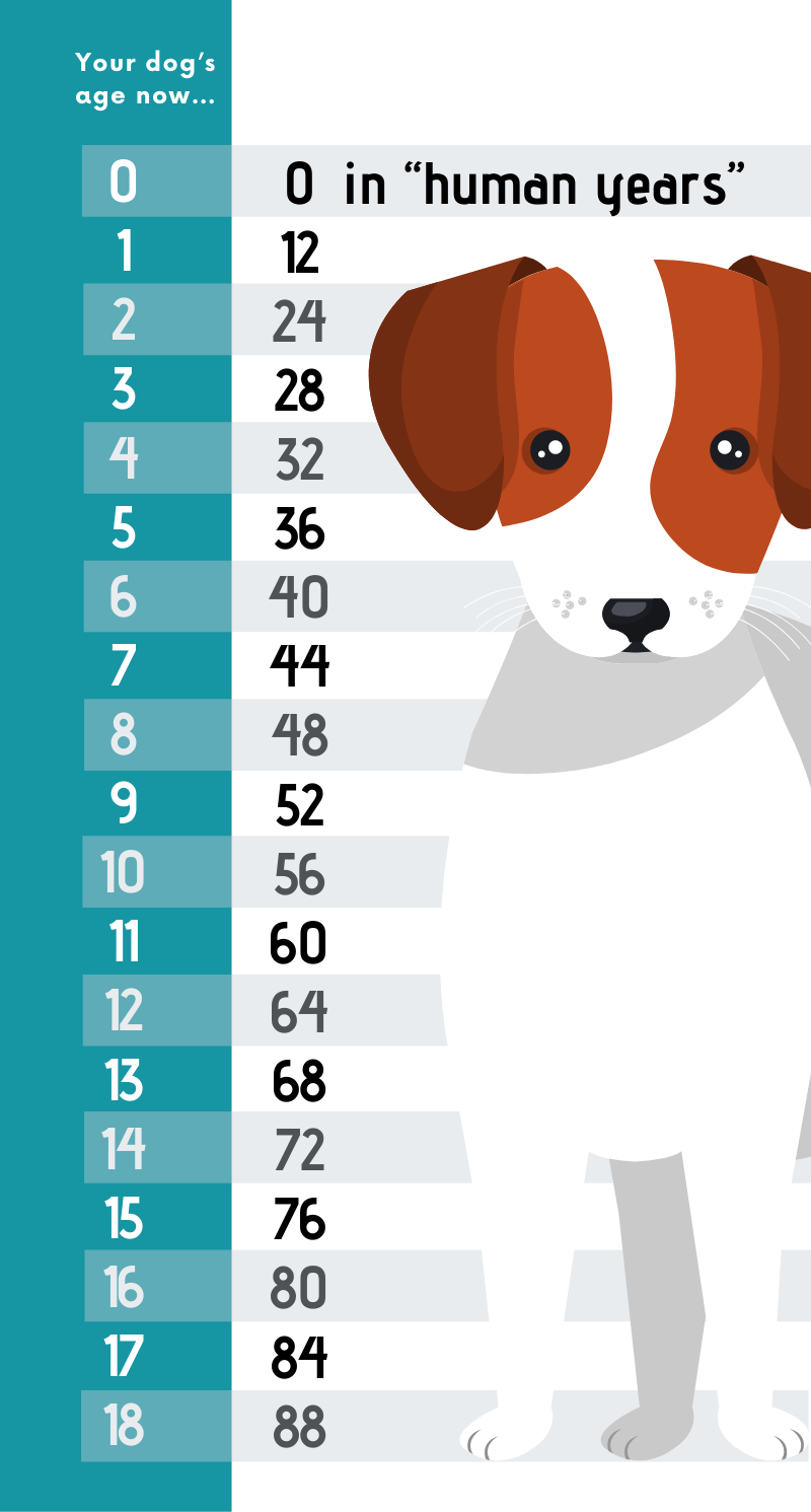 What Is Your Cat And Dog's Real Age? | perrobook